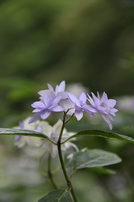 六甲山森林植物園のあじさい_a0123003_8325571.jpg