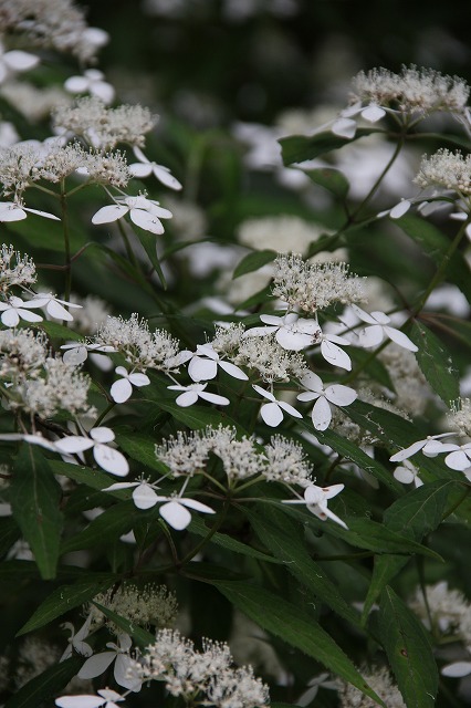 六甲山森林植物園のあじさい_a0123003_8381371.jpg