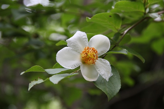 a0123003_842970.jpg
