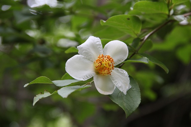 六甲山森林植物園のあじさい_a0123003_842970.jpg