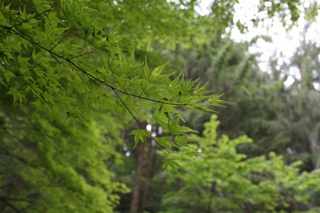 六甲山森林植物園のあじさい_a0123003_8484493.jpg