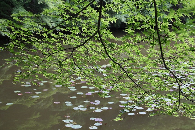 六甲山森林植物園のあじさい_a0123003_84987.jpg