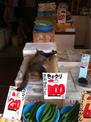 猫100円で売ってた。_d0021510_2301039.jpg