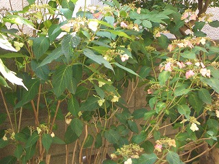 c0030112_14331483.jpg