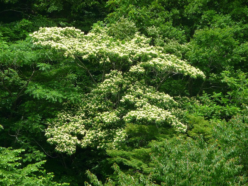 f0182513_1743075.jpg