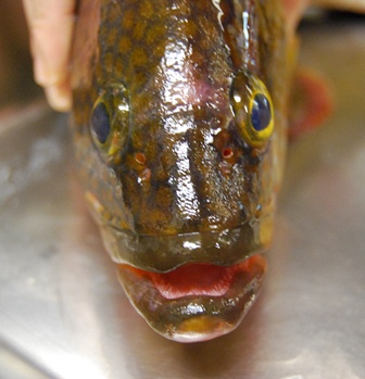 旬の美味しいお魚_e0025817_23343455.jpg