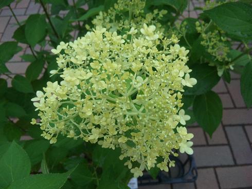 サボテンの花　開花したよ～(^-^)_f0228619_20523483.jpg