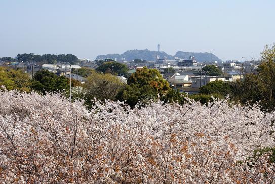 長久保公園のサクラ_e0021121_19545199.jpg