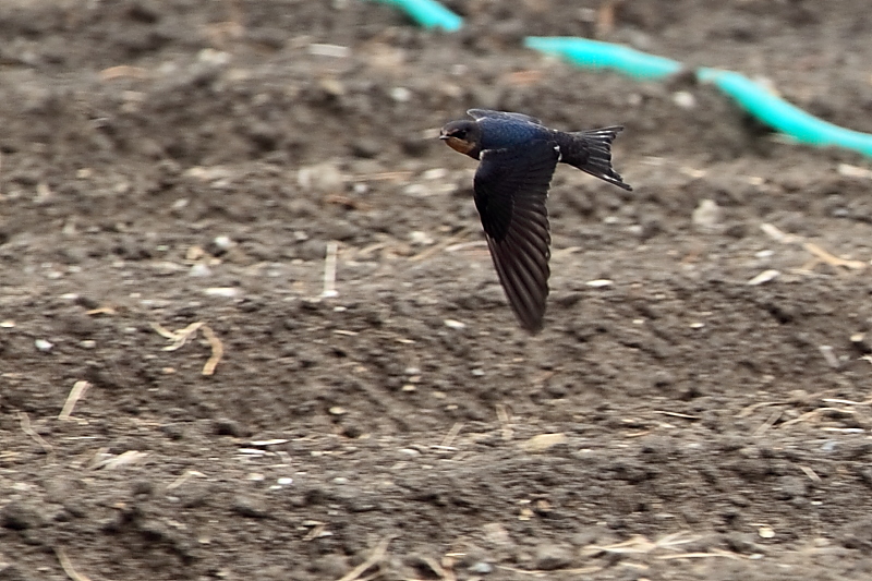 和泉リサイクル環境公園！_f0031423_8532095.jpg