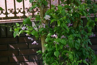 f0170524_16513460.jpg