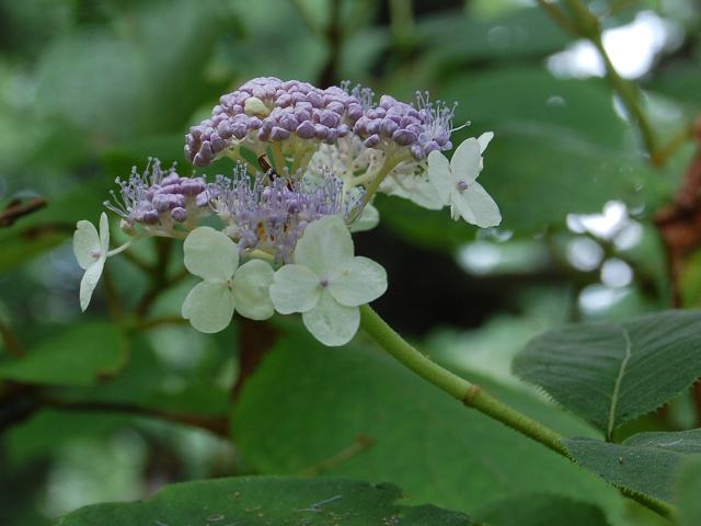 玉紫陽花 タマアジサイ 花の仲間調べ