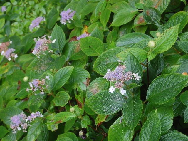 玉紫陽花 タマアジサイ 花の仲間調べ