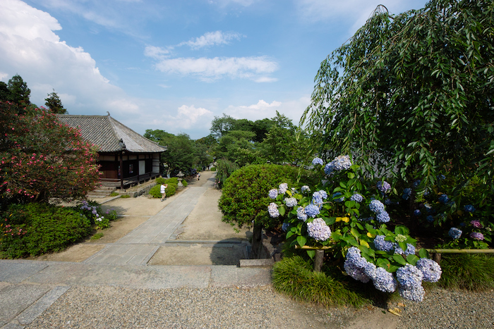 矢田寺で紫陽花に埋もれる..._c0198227_9331134.jpg