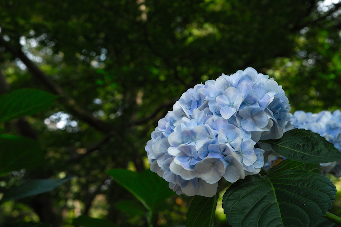 矢田寺で紫陽花に埋もれる..._c0198227_9333334.jpg