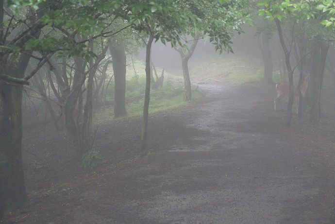 雨の大山登山　その２_c0196928_1825392.jpg