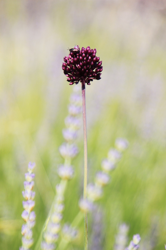 croatia-4- island of Lavender, HVAR_e0111128_138197.jpg