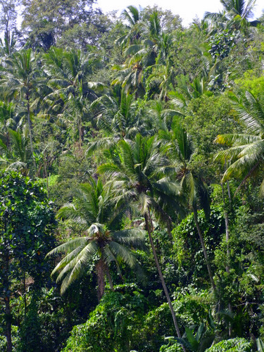 「バリ島2011　ヴァイスロイ・バリ（３）　カスケードのランチ」_a0000029_129538.jpg