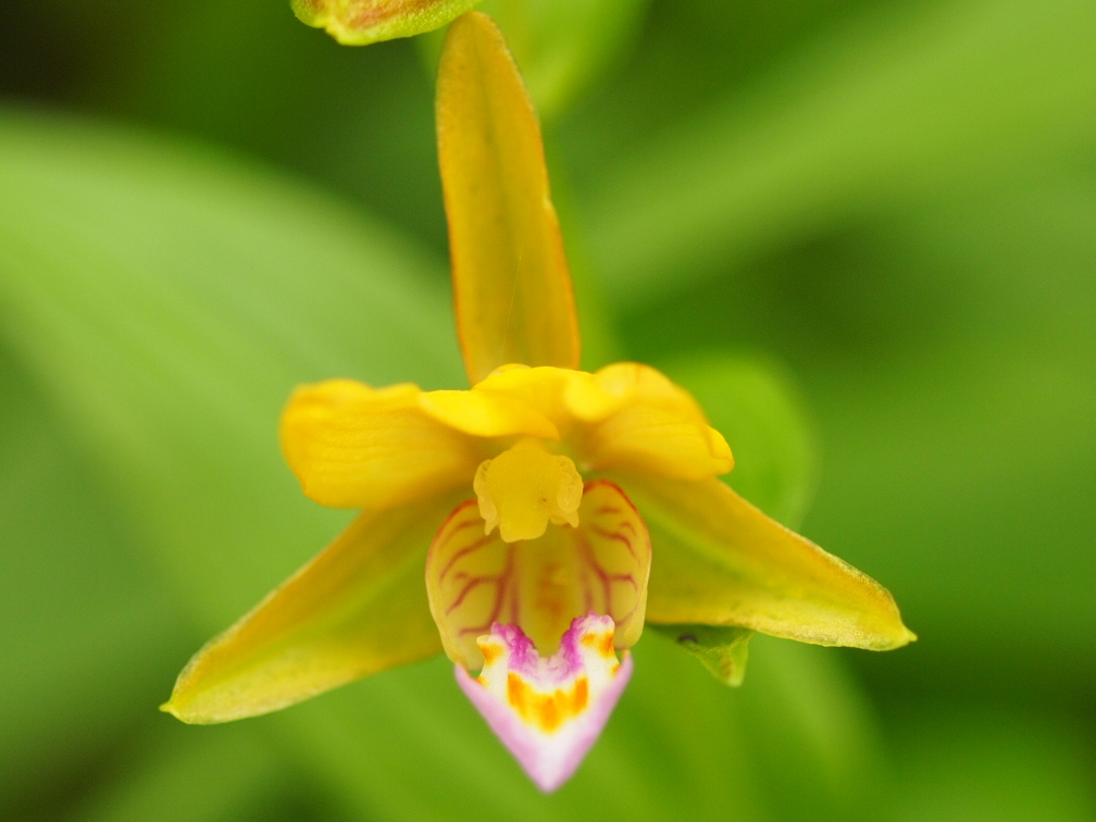 カキラン_b0201233_2223549.jpg