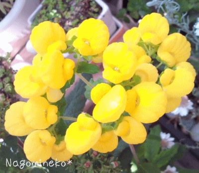 a0166338_14254820.gif