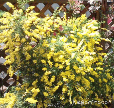 a0166338_14265872.gif