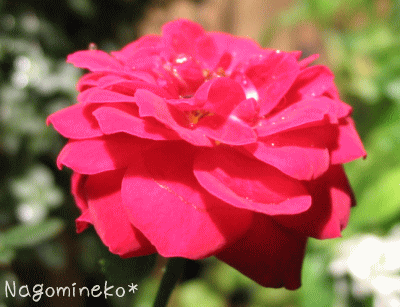 a0166338_14311132.gif