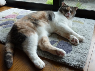 猫のお友だち マミちゃん編。_a0143140_23504260.jpg