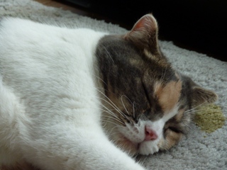 猫のお友だち マミちゃん編。_a0143140_23513949.jpg