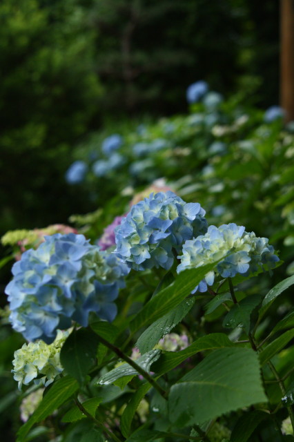 雨がすき・・・_e0039744_6303066.jpg