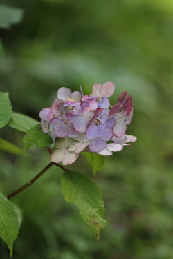 夏の公園 - 紫陽花_f0214858_20502253.jpg