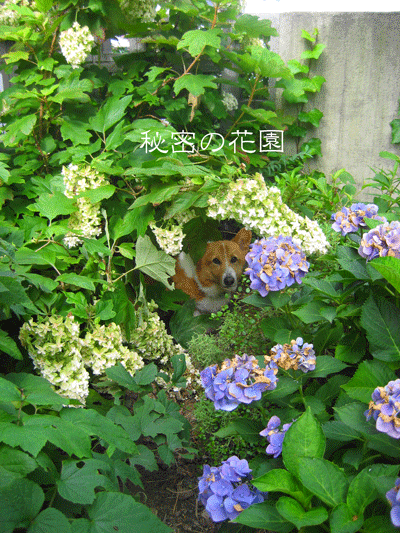 トムヤンの秘密の花園_b0105661_12163068.gif