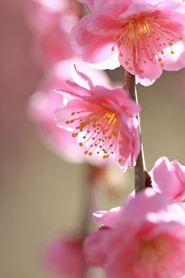 結城神社の梅の花_f0234862_16522913.jpg