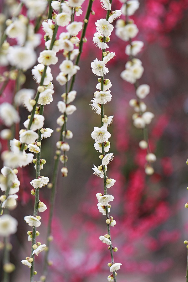 結城神社の梅の花_f0234862_16575312.jpg