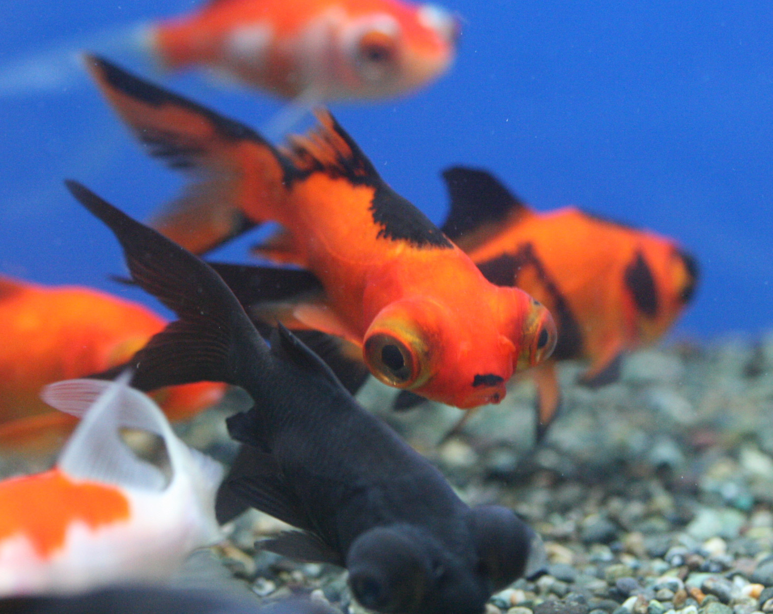 金魚入荷情報 ビーボックスアクアリウム松戸店 熱帯魚 水草情報