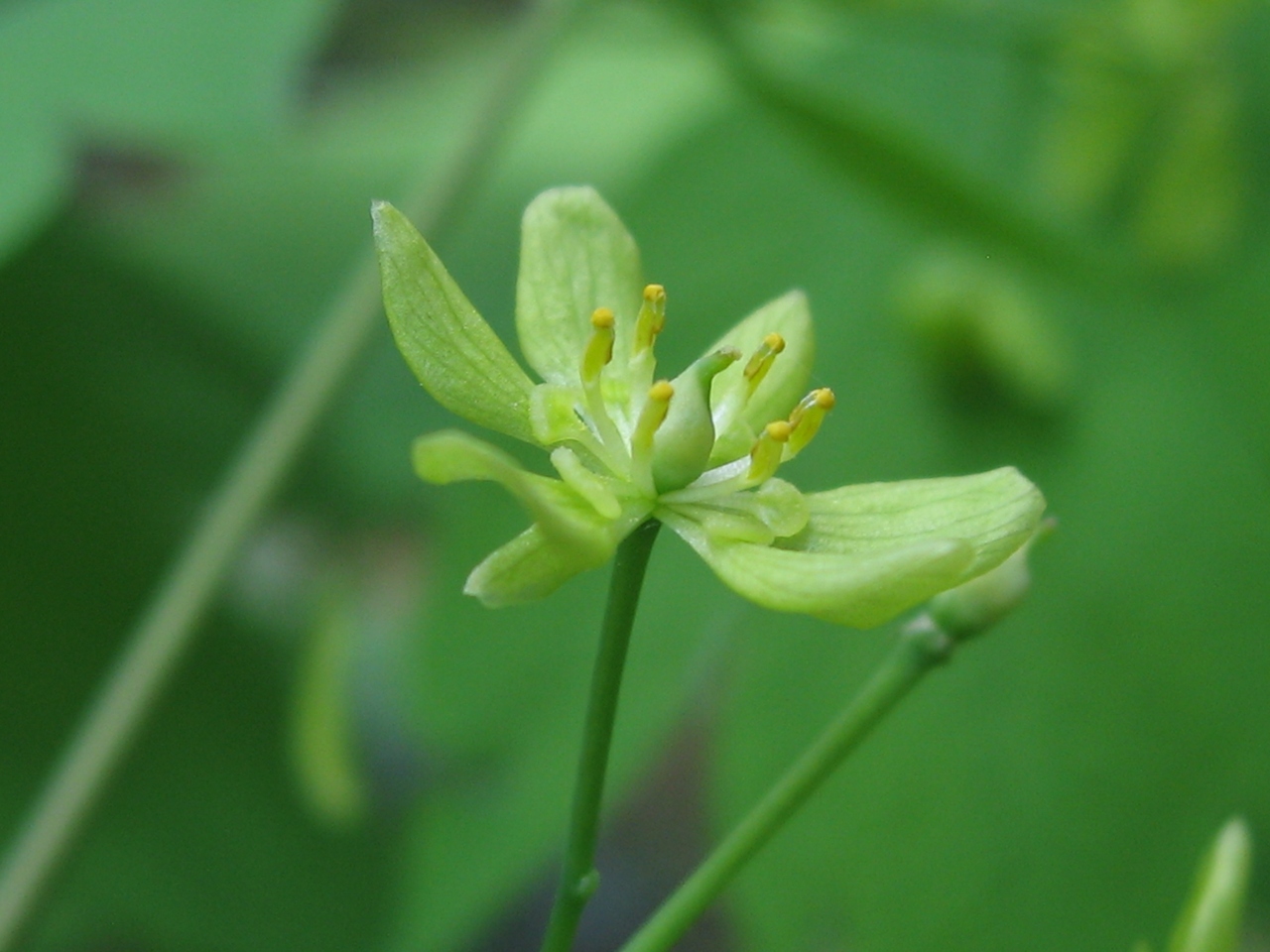 山野草園　NO1_a0023170_105253.jpg