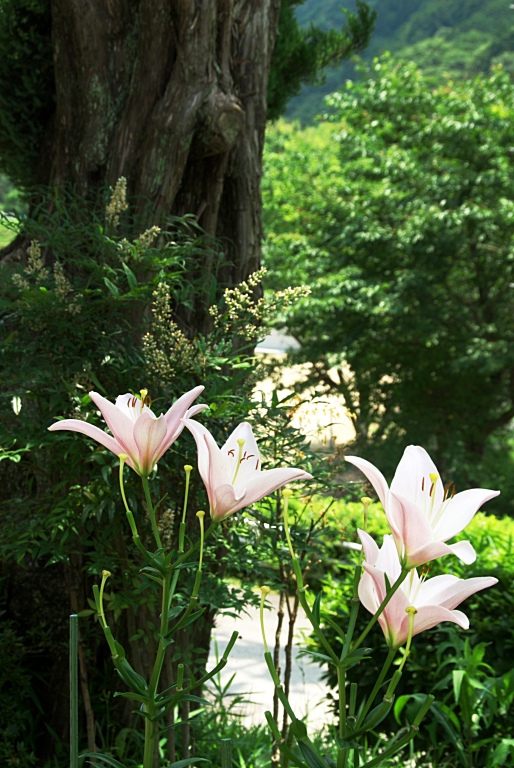 一庫・黒川ポタリング　20110629_a0050572_9101366.jpg