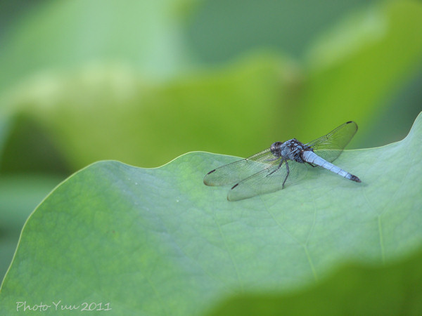 千葉公園（大賀ハス以外の花）_b0078874_10525845.jpg