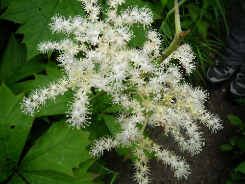 c0002874_22122210.jpg