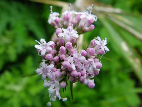 c0002874_2293954.jpg