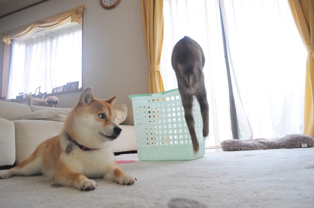 間違いさがし_a0126590_11323181.jpg