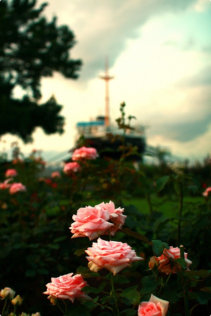 #523 氷川丸の前の花壇。_a0156193_8585851.jpg