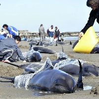★【写真・解説図あり】:叫ぶカラス、砂浜にクジラ…震災前に動物異変 _a0028694_0373843.jpg