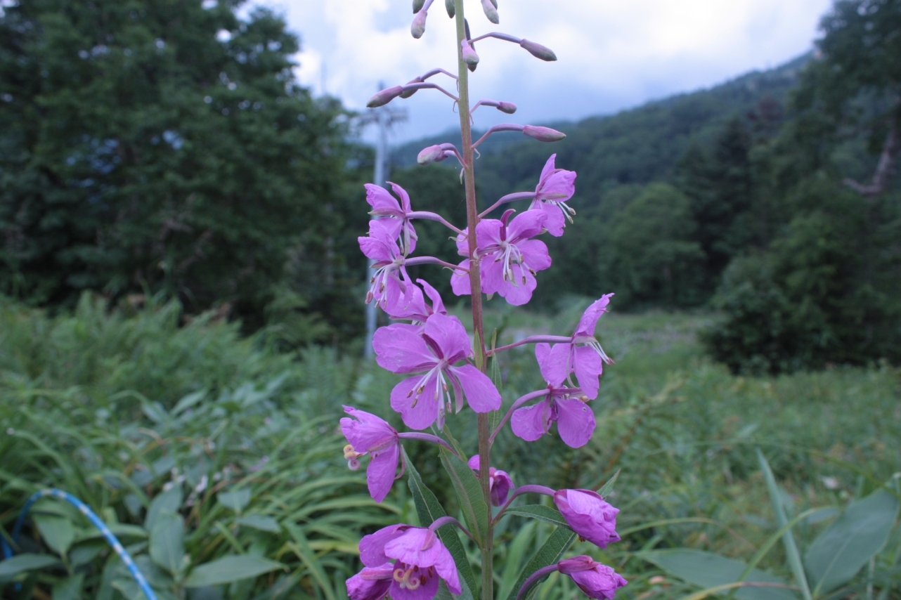 志賀高原の花々 4 イブキボウフウ ヤナギラン 旅する風見鶏 志賀高原の花々 4 イブキボウフウ ヤナギラン 旅する風見鶏