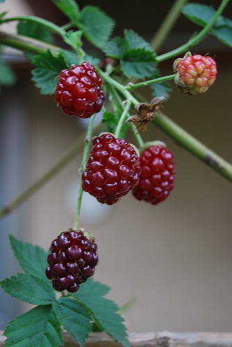 c0124100_2184348.jpg