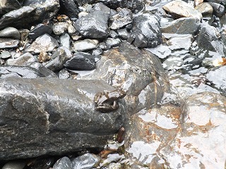 駒の湯　カジカカエル・コレクション２０１１　梅雨_d0144806_1410259.jpg