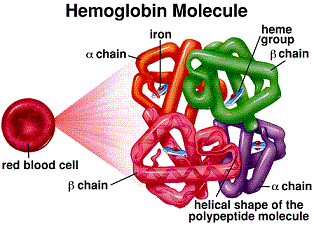 Sickle Cell Trait (鎌状赤血球形質)について学ぼう。_b0112009_650790.gif