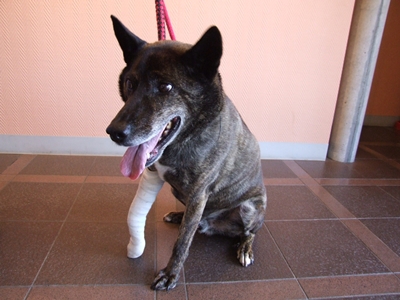 君津抑留所 甲斐犬 君 わんコロ預かりブログ 君津抑留所 甲斐犬 君 わんコロ預かりブログ