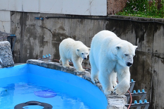 天気予報の外れた札幌　～　ホッキョクグマたちの気楽な午後_a0151913_21232824.jpg