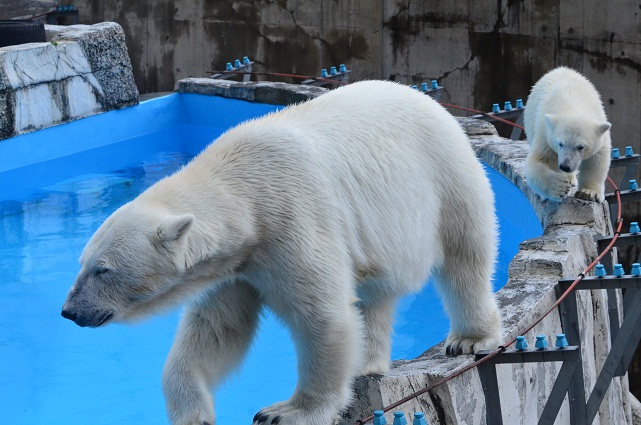 天気予報の外れた札幌　～　ホッキョクグマたちの気楽な午後_a0151913_21234078.jpg