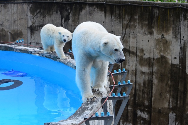 天気予報の外れた札幌　～　ホッキョクグマたちの気楽な午後_a0151913_21264236.jpg