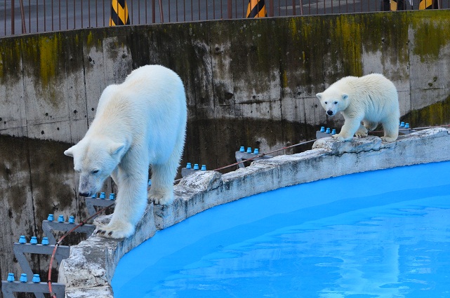 天気予報の外れた札幌　～　ホッキョクグマたちの気楽な午後_a0151913_2128568.jpg